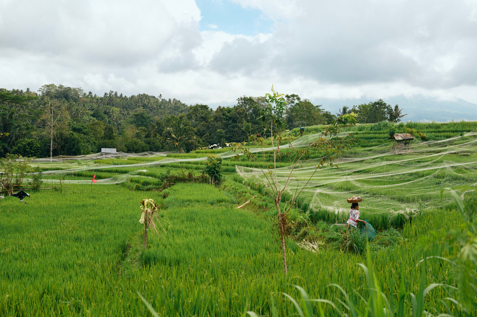 Rice fields under nets on the road inland.
