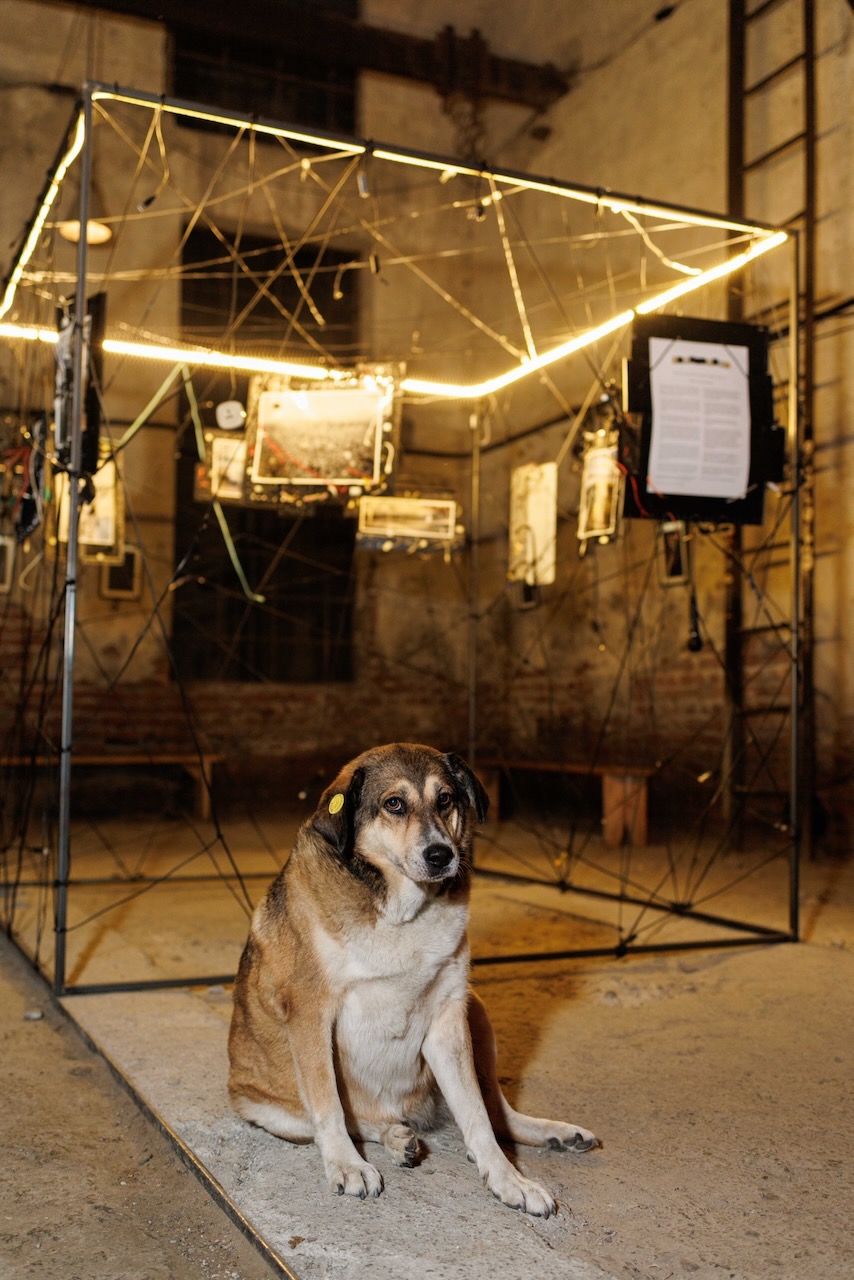 A dog sitting in front of the lit Wirescapes cube at night.